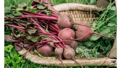 The Complete Guide to Growing Beets