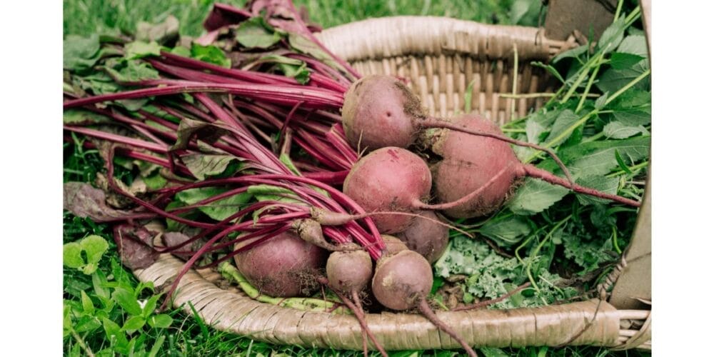 The Complete Guide to Growing Beets from Seed to Harvest