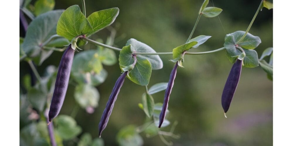 The Complete Guide to Growing & Harvesting Organic Peas
