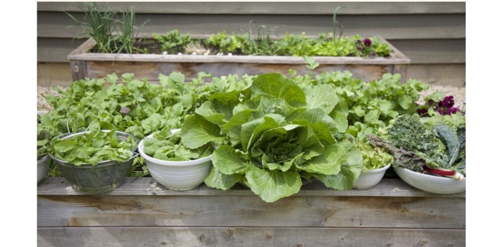 The Ultimate Guide to Growing Your Own Salad Greens