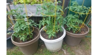 Why Tomato Cages Are Actually Terrible