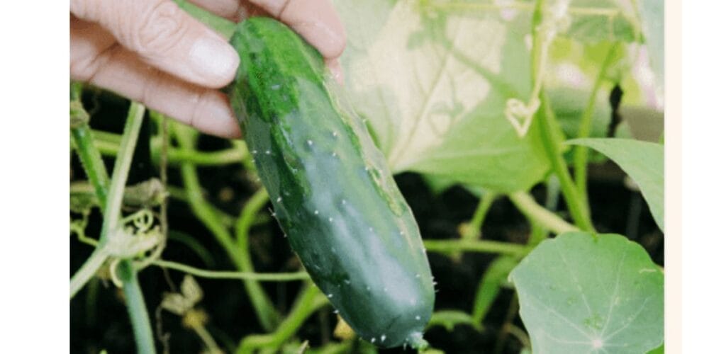 Why You Should Grow Cucumbers on a Trellis