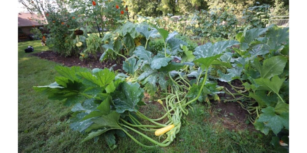 Your Complete Guide to Growing Organic Squash in a Kitchen Garden