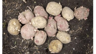 Your Quick & Easy Guide to Growing Potatoes in Raised Beds