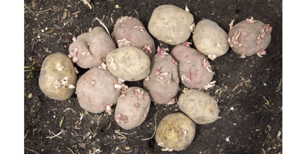 Your Quick & Easy Guide to Growing Potatoes in Raised Beds