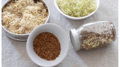 Your Step-by-Step Guide to Growing Sprouts at Home