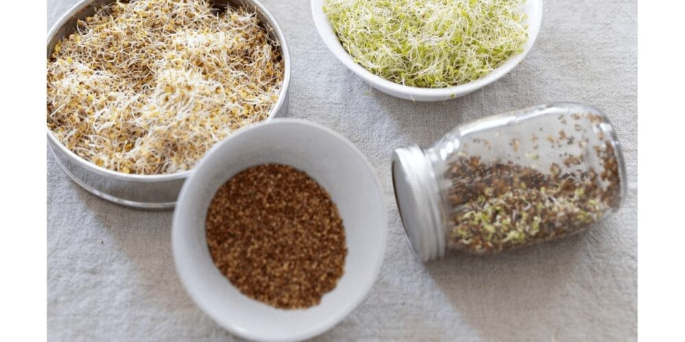 Your Step-by-Step Guide to Growing Sprouts at Home