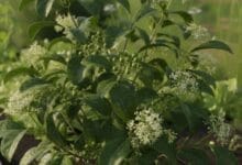 How to Grow Allspice