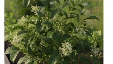 How to Grow Allspice