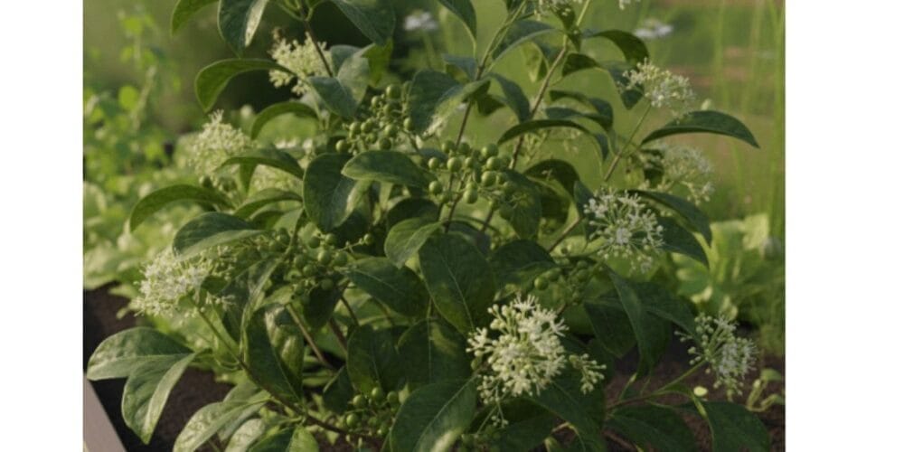 How to Grow Allspice