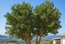 How to Grow Bay Leaf