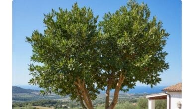 How to Grow Bay Leaf