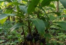 How to Grow Black Cardamom