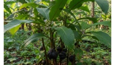 How to Grow Black Cardamom
