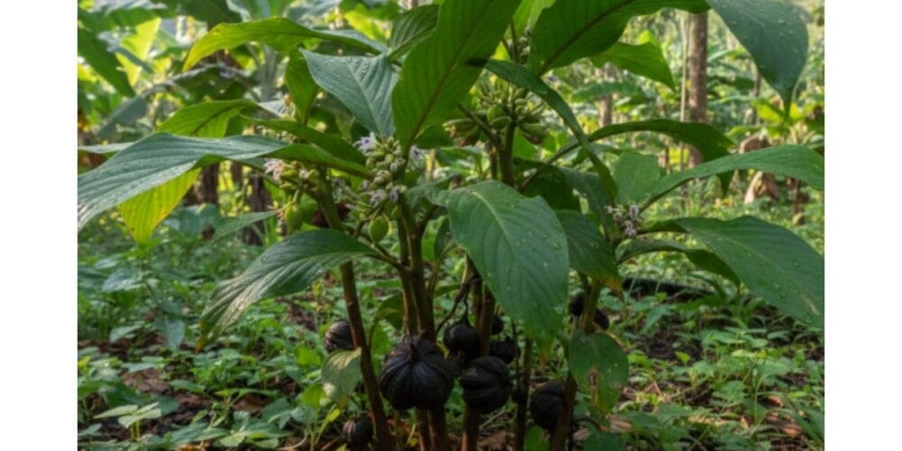 How to Grow Black Cardamom: A Complete Cultivation Guide for Farmers