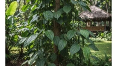 How to Grow Black Pepper