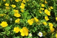 How to Grow Buttercups