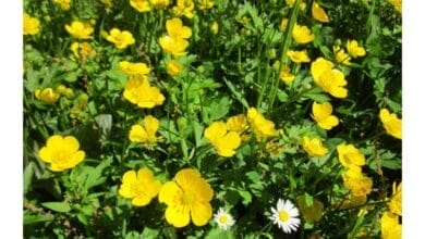 How to Grow Buttercups