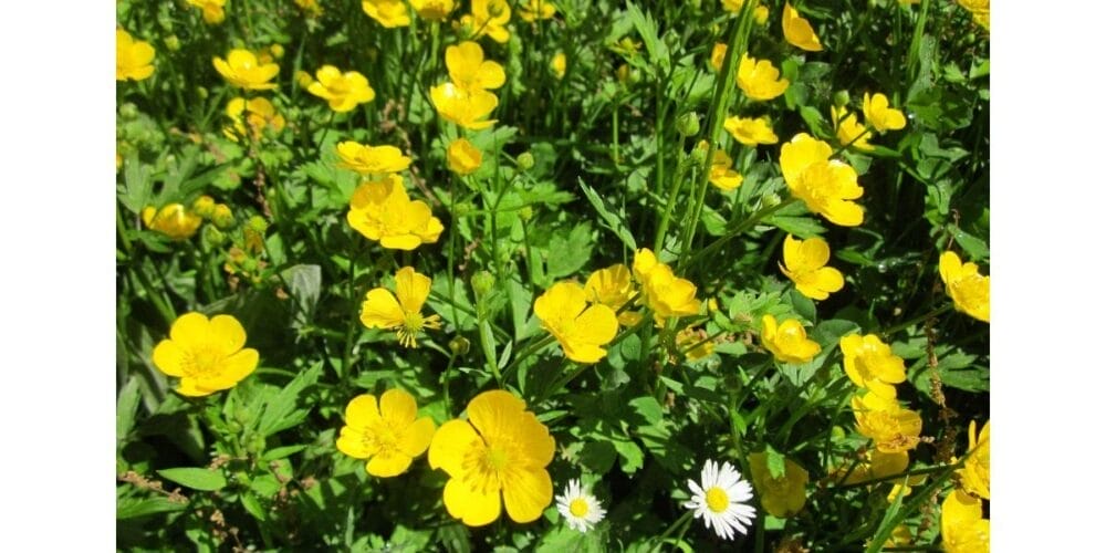 How to Grow Buttercups