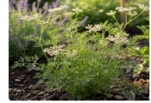 How to Grow Caraway
