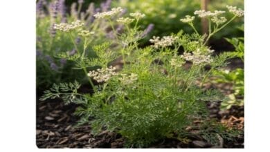 How to Grow Caraway