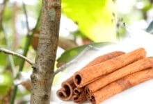 How to Grow Cinnamon Sticks