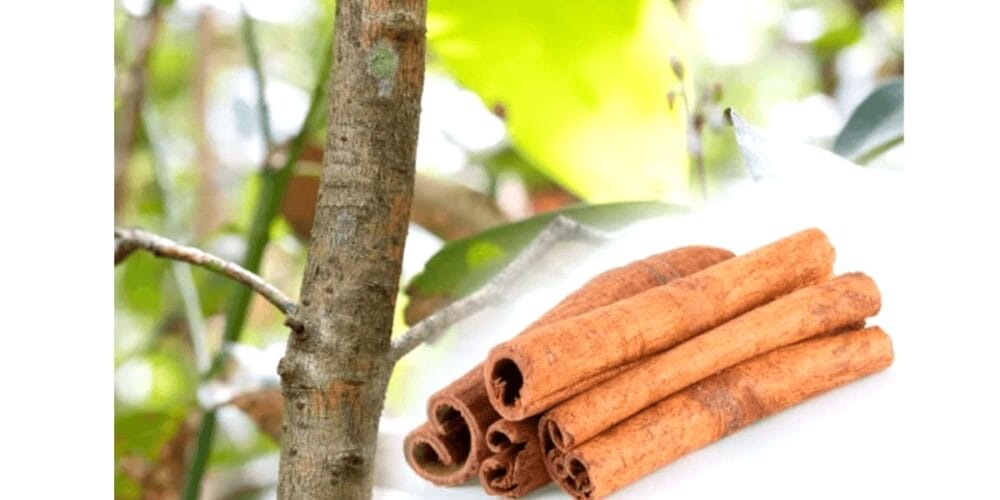 How to Grow Cinnamon Sticks