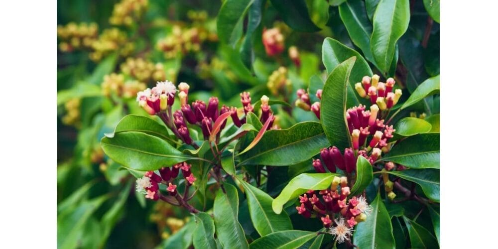 How to Grow Clove