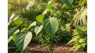 How to Grow Cubeb Pepper