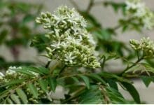 How to Grow Curry Leaf