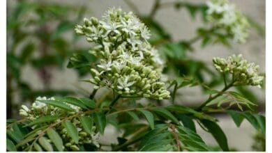 How to Grow Curry Leaf