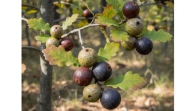 How to Grow Gallnut (Majuphal)