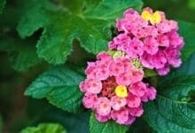 How to Grow Lantana