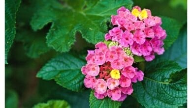 How to Grow Lantana