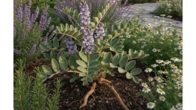 How to Grow Licorice