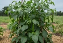 How to Grow Long Pepper (Pippali) Successfully