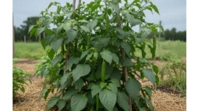 How to Grow Long Pepper (Pippali) Successfully