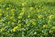 How to Grow Mustard Seeds