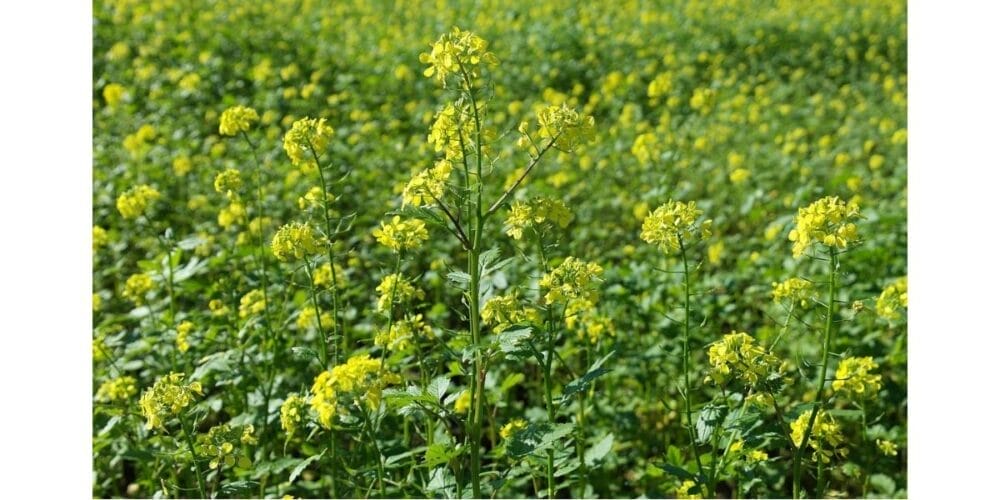 How to Grow Mustard Seeds