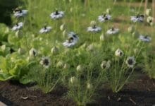 How to Grow Nigella Seeds