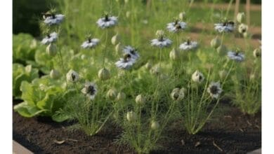 How to Grow Nigella Seeds