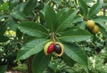 How to Grow Nutmeg