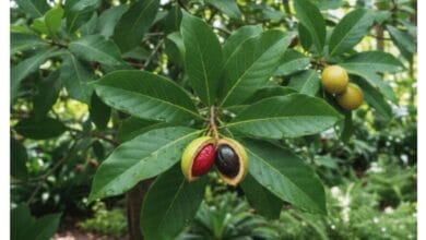 How to Grow Nutmeg