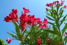 How to Grow Oleander