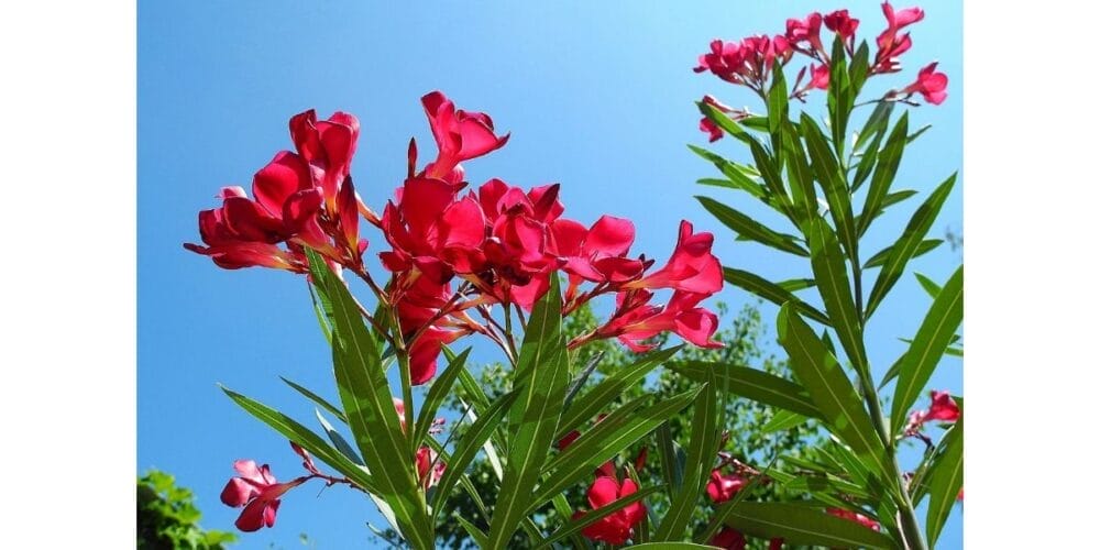How to Grow Oleander