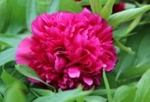 How to Grow Peony
