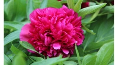 How to Grow Peony