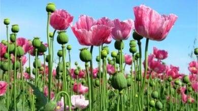 How to Grow Poppy Seeds