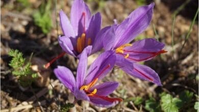How to Grow Saffron