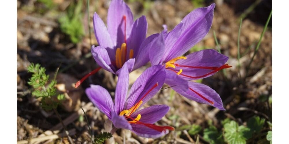 How to Grow Saffron